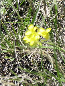 Picture of Sand bladderpod
