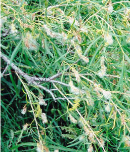 Picture of Sandbar willow