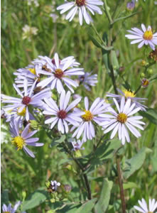 Picture of Smooth aster