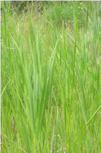 Picture of Smooth brome