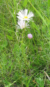 Picture of Smooth fleabane