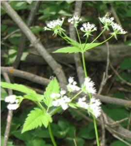 Picture of Smooth sweet cicely