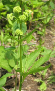 Picture of Snakeroot