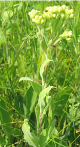 Picture of Stiff goldenrod