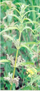 Picture of Stinging nettle
