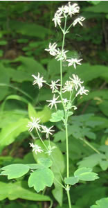 Picture of Tall meadow-rue
