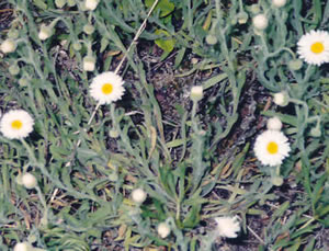 Picture of Tufted fleabane