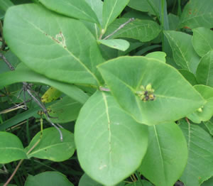 Picture of Twining honeysuckle