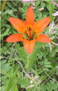 Picture of Western red lily