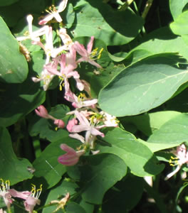 Picture of Western snowberry