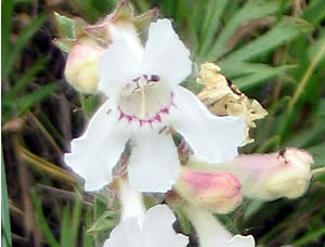 Picture of White beardtongue