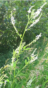 Picture of White sweet-clover