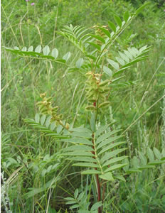 Picture of Wild licorice