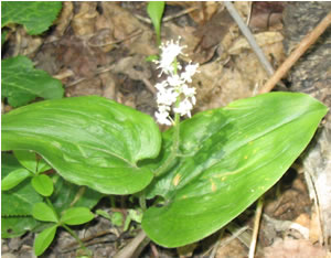 Picture of Wild lily-of-the-valley