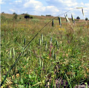 Picture of Wild oat
