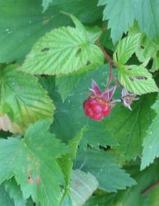 Picture of Wild red raspberry