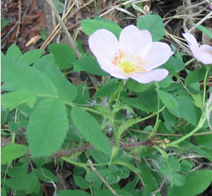 Picture of Wood's rose