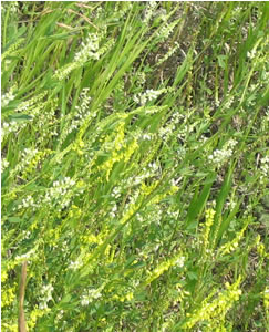 Picture of Yellow sweet-clover