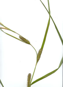 Picture of Awned sedge