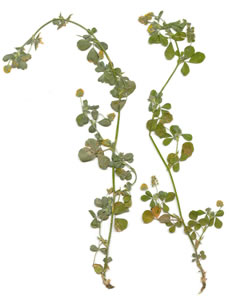Plant press of Bur-clover