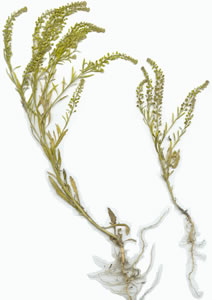 Plant press of Common pepper-grass