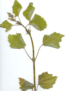 Picture of False ragweed