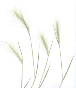 Plant press of Foxtail barley