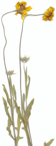 Plant press of Great-flowered gaillardia