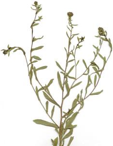 Plant press of Gumweed