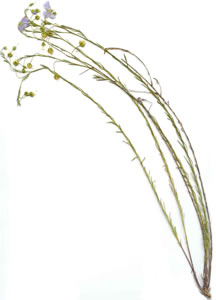 Plant press of Lewis wild flax