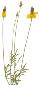 Plant press of Long-headed coneflower