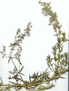 Plant press of Northern bedstraw