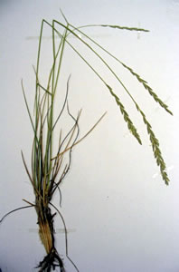 Plant press of Northern wheatgrass