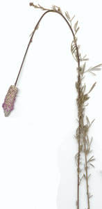 Plant press of Purple prairie-clover