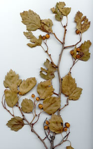 Plant press of Round-leaved hawthorn