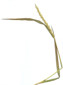 Plant press of slender wheatgrass
