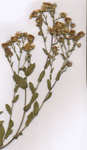 Plant press of Smooth aster