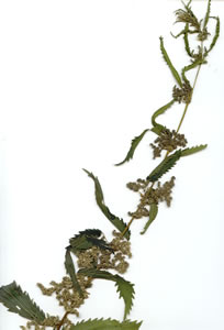 Plant press of Stinging nettle