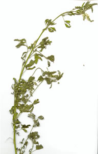 Plant press of White sweet-clover