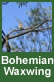 Bohemian waxwing