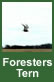 Forsters tern