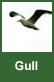 gull