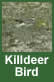 killdeer