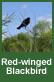 red-winged blackbird