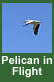 pelican in flight