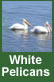 white pelican