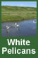 white pelicans