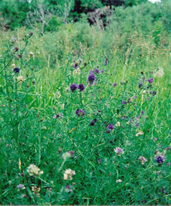 Picture of Alfalfa