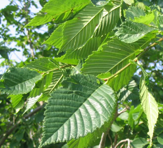 Picutre of American elm