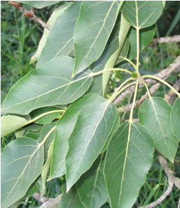 Picture of Balsam poplar